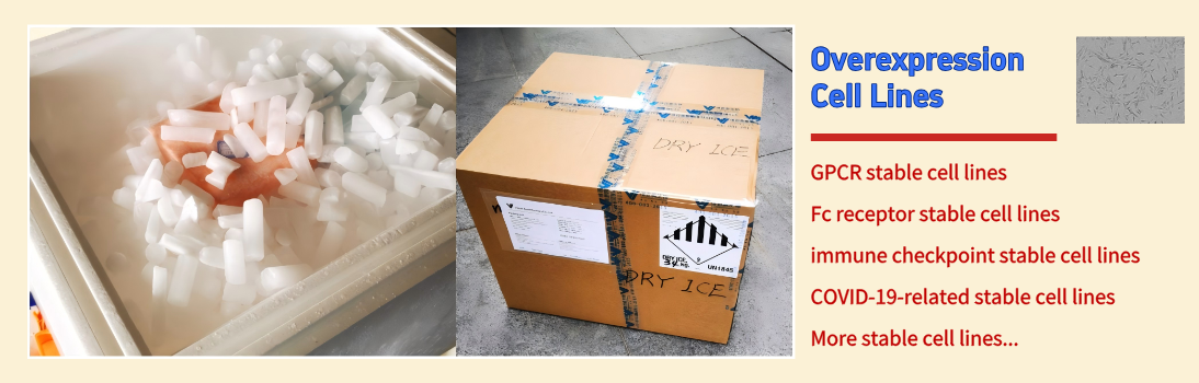 稳定细胞系图片英文.png