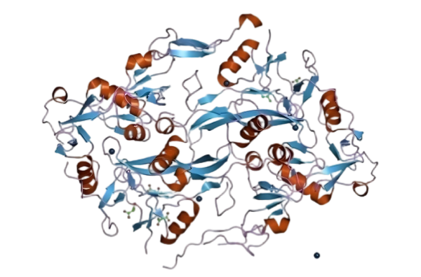 Human Follistatin 1比1(1).png