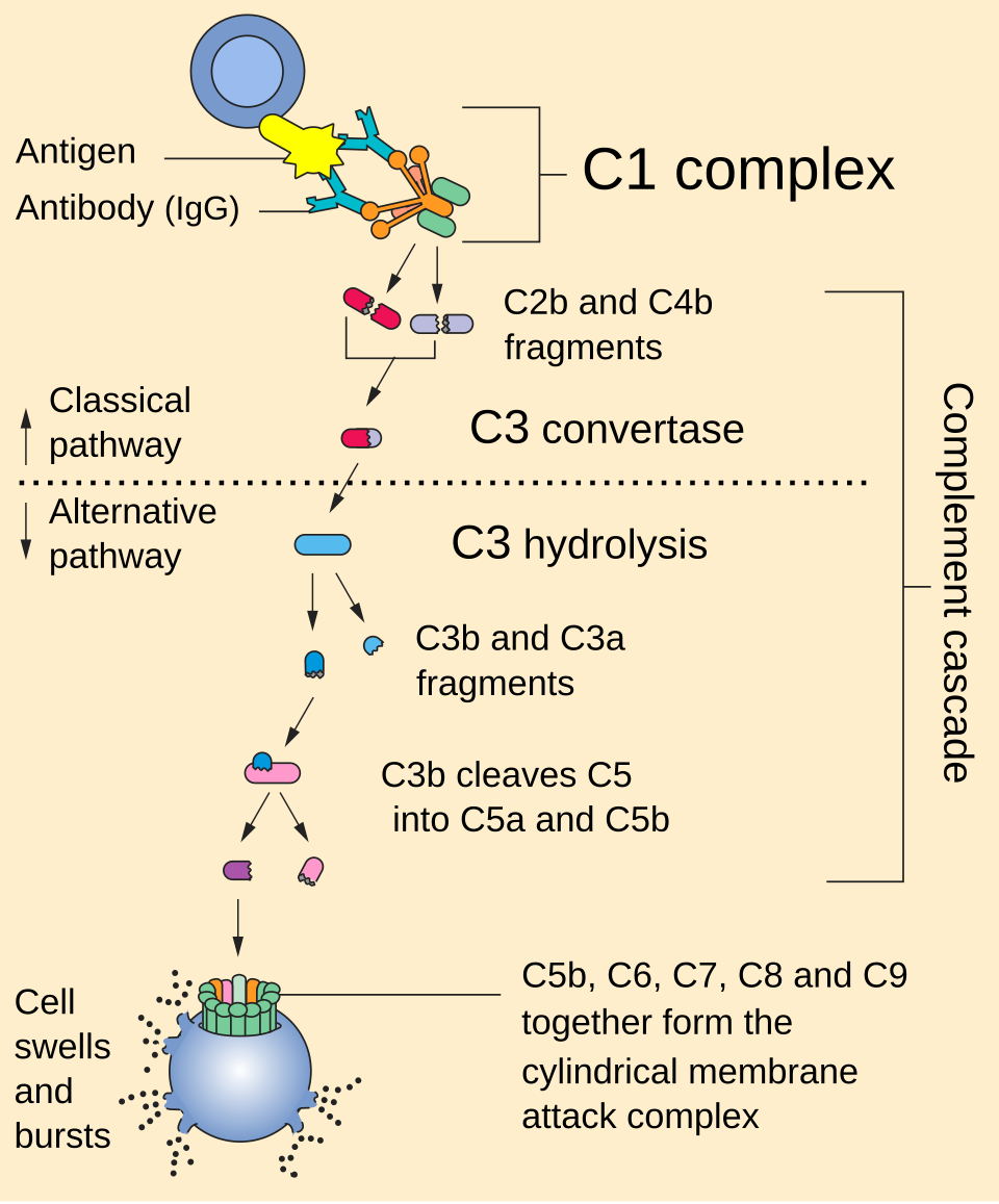 Complement_pathway.svg.png