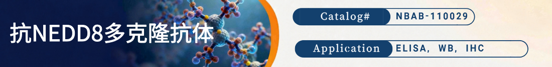 抗NEDD8抗体 抗NEDD8抗体