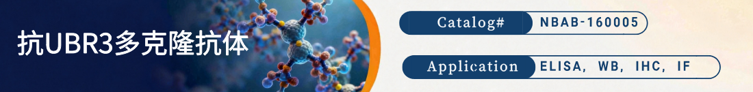 抗UBR3抗体 抗UBR3抗体
