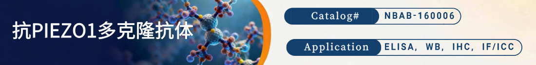 抗PIEZO1抗体