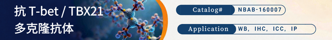 抗T-bet / TBX21抗体