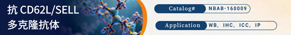 抗CD62L /SELL 抗体