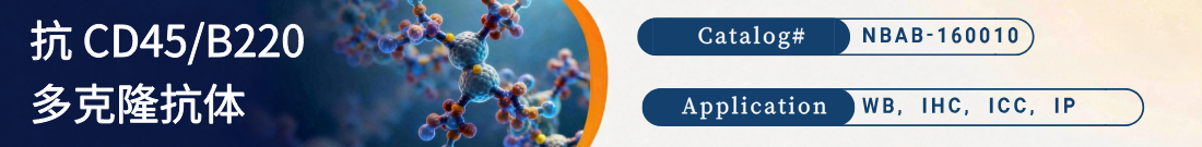 抗CD45/B220抗体 抗CD45/B220抗体