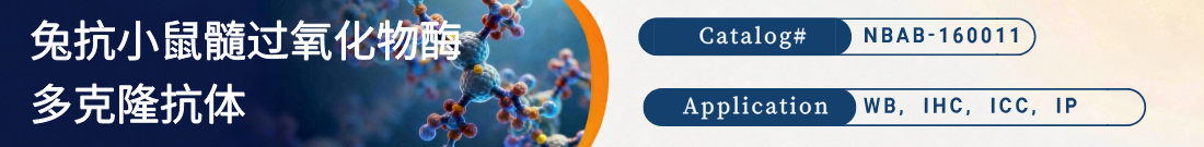 兔抗小鼠髓过氧化物酶抗体