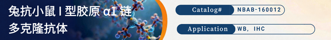 鼠抗COL1A1抗体 鼠抗COL1A1抗体