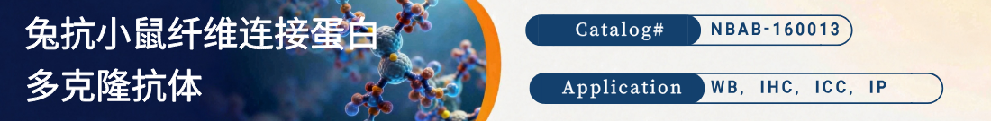 兔抗小鼠Fibronectin/FN1抗体 兔抗小鼠Fibronectin/FN1抗体