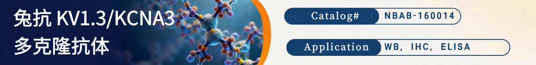 抗KV1.3/KCNA3抗体