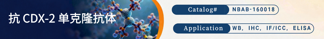 抗CDX-2抗体 抗CDX-2抗体