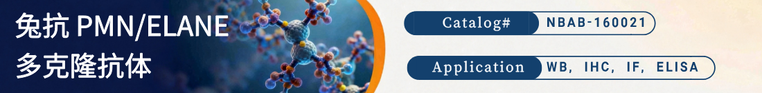 抗PMN/ELANE抗体 抗PMN/ELANE抗体