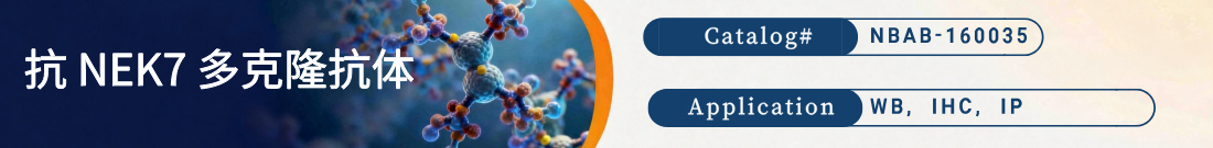 抗NEK7 Protein抗体 抗NEK7 Protein抗体