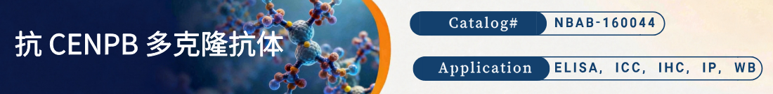 抗CENPB抗体