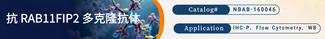 抗RAB11FIP2抗体 抗RAB11FIP2抗体