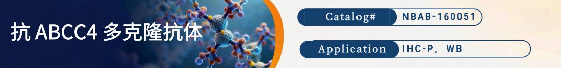 抗ABCC4抗体