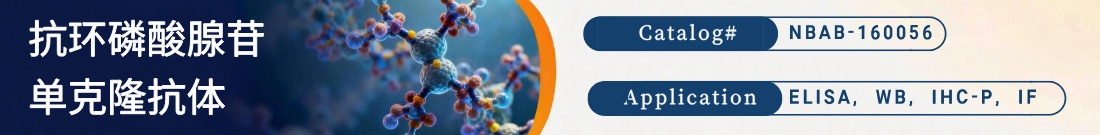 抗环磷酸腺苷抗体