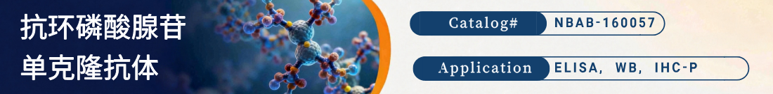 抗环磷酸腺苷抗体