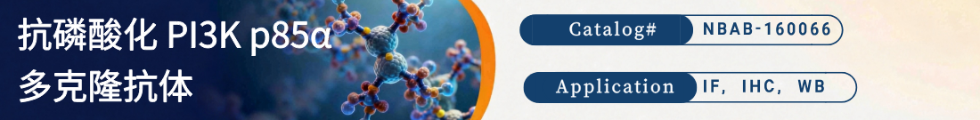 抗磷酸化抗PI3K p85 alpha抗体 抗磷酸化抗PI3K p85 alpha抗体