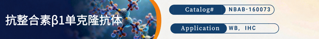 抗Integrin Beta 1抗体 抗Integrin Beta 1抗体