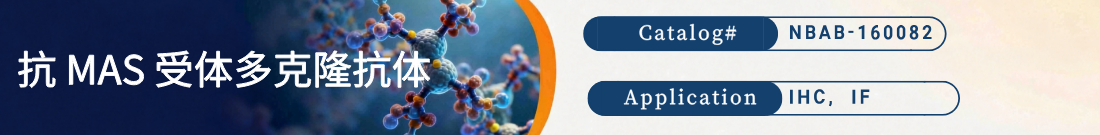 抗MAS Receptor抗体 抗MAS Receptor抗体