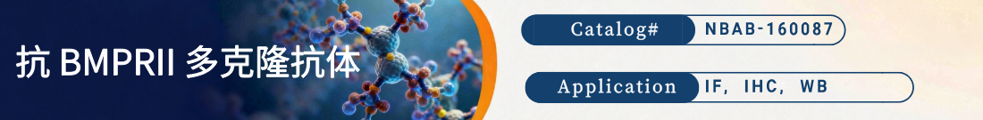 抗MouseBMPRII抗体 | Anti-BMPRII Polyclonal Antibody 抗MouseBMPRII抗体 | Anti-BMPRII Polyclonal Antibody