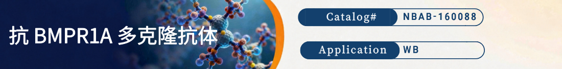 抗BMPR1A抗体 抗BMPR1A抗体