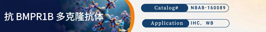 抗BMPR1B抗体 抗BMPR1B抗体