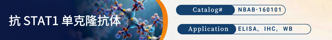 抗STAT1抗体 抗STAT1抗体
