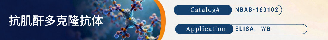 抗肌酐(Creatinine)抗体