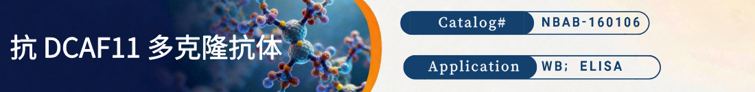 抗DCAF11抗体 抗DCAF11抗体