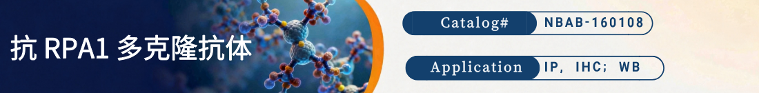 抗RPA1抗体 抗RPA1抗体