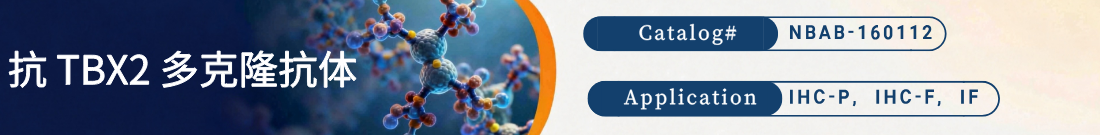 抗TBX2抗体 抗TBX2抗体