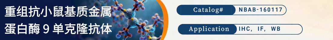 抗小鼠MMP9抗体 抗小鼠MMP9抗体