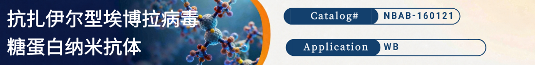 抗扎伊尔型埃博拉病毒糖蛋白/糖蛋白 1抗体