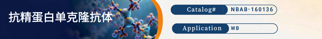 抗精蛋白抗体