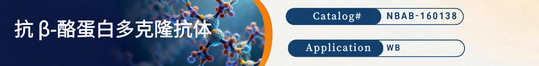 抗β-酪蛋白抗体 抗β-酪蛋白抗体
