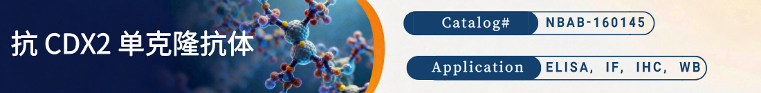 抗人CDX2抗体 抗人CDX2抗体