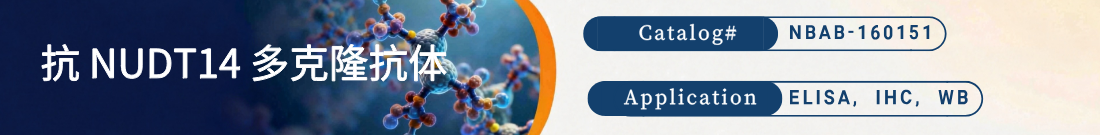 抗NUDT14抗体