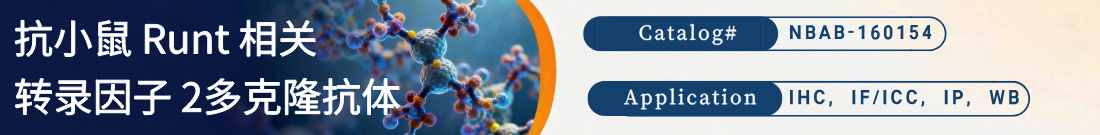抗小鼠 Runt 相关转录因子 2抗体