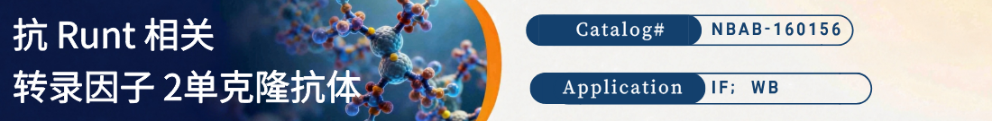 抗小鼠RUNX2抗体