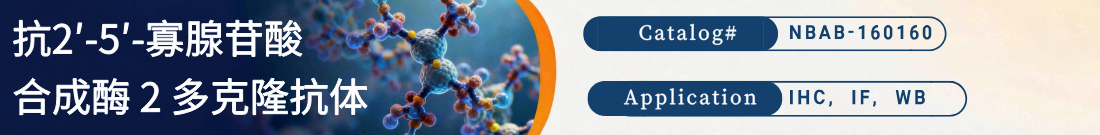抗2′-5′-寡腺苷酸合成酶 2抗体