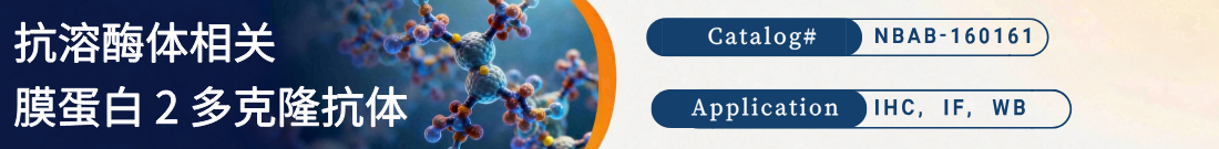 抗溶酶体相关膜蛋白 2抗体