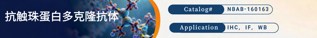 抗触珠蛋白抗体