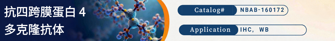 抗四跨膜蛋白 4抗体
