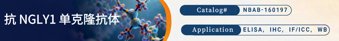 抗NGLY1抗体 抗NGLY1抗体
