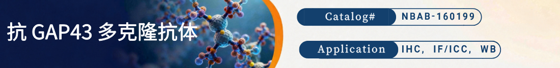 抗GAP43抗体 抗GAP43抗体