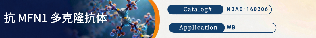 抗MFN1抗体 抗MFN1抗体