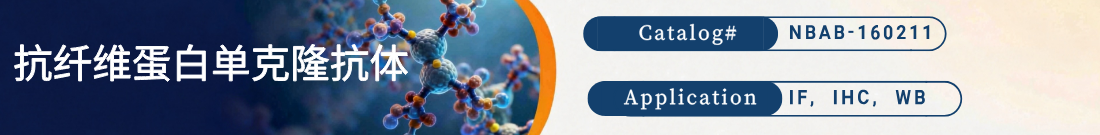 抗纤维蛋白抗体