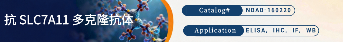 抗SLC7A11抗体 抗SLC7A11抗体