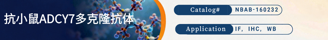 抗小鼠ADCY7抗体 抗小鼠ADCY7抗体